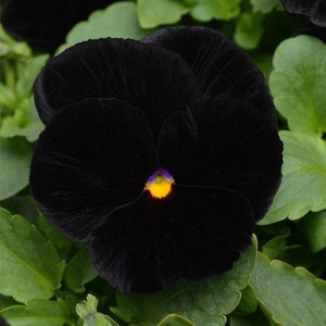 30 Seeds Black Pansy Flower Seeds Black Clear Crystals Viola Etsy