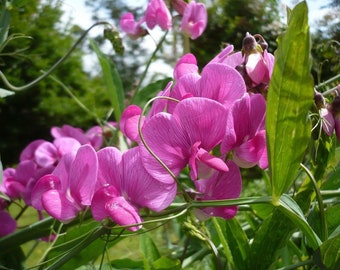 30 zaden- Royal Pink Sweet Pea-Lathyrus Odoratus-PV640-Royal Family Flower-geweldig voor boeket-uitstekende geur