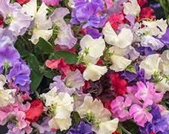 30 Seeds- Royal Sweet Pea Mix Flower-Lathyrus Odoratus- Royal Family Mix- Beautiful Vining plant-Great for Bouquets- Sweet Fragrance-PV220