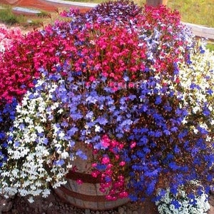 200 semi - Lobelia Pendula Cascade Mix semi di fiori - Annuali pregiati - Ottimi per fioriere - Cesti appesi - Coperture del terreno - pv122