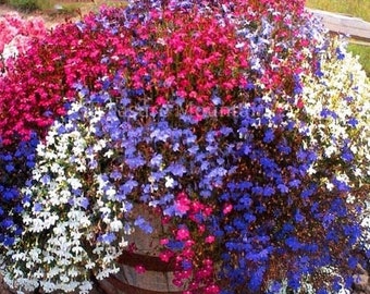 200 semillas de Lobelia Pendula Cascade Mix, una flor anual muy apreciada, ideal para jardineras, cestas colgantes y cubiertas vegetales. PV122