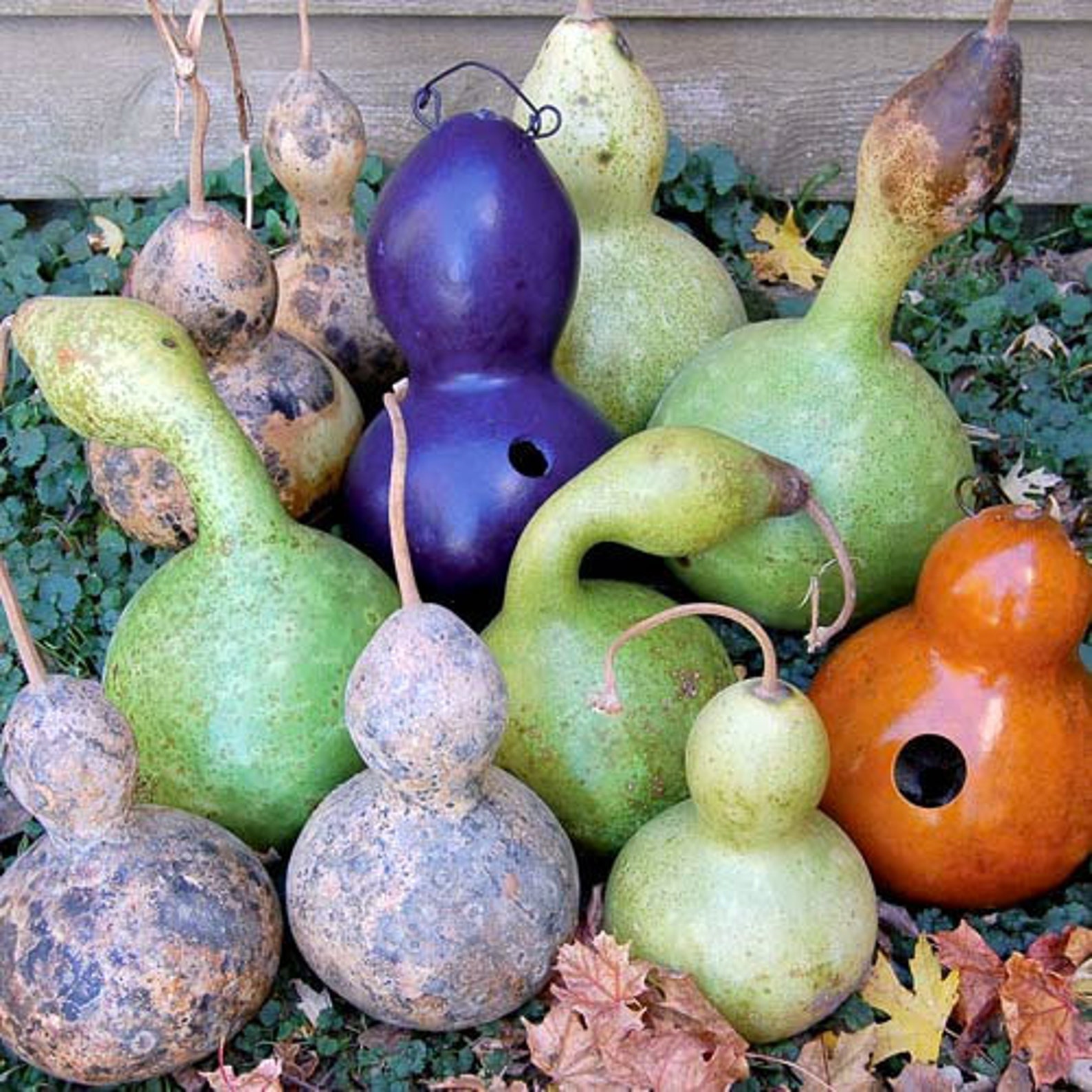 10 Seeds Ornamental Birdhouse Gourd SeedsCalabash Etsy