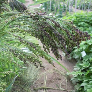 Könnte beinhalten: Nahaufnahme einer langen, grünen Hirsepflanze mit purpur-braunen Samenköpfen. Der Stängel hängt herunter und die Samenköpfe sind zusammengedrängt.