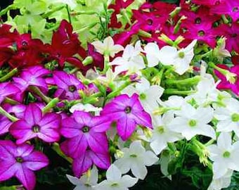 200 Seeds-Nicotiana Alata Mix Flower Seeds-Winged Tobacco Dwarf- Tube shaped sweet-scented Annual-pv496