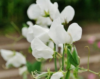 30 Sementes - Sementes de Ervilha-de-cheiro Branca Real - Lathyrus Odoratus - PV639 - Ótimas para Buquês - Excelente Fragrância