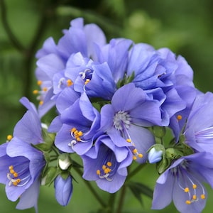 30 Samen-Jakobs Leiter Blumensamen-Ausgezeichnete Stauden -PV127-POLEMONIUM CAERULEUM- Griechische Baldrian