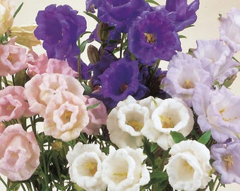 200 Seeds-Cup and Saucer mixed Flower Seeds-Canterbury Bells Mix Flower Seeds--pv340