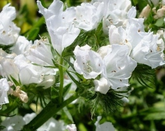 50 Sementes-White Viper's Bugloss Flower Seeds-White Bedder- Echium Plantagineum - pv791-Atrai insetos benéficos