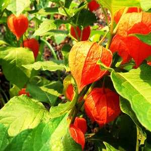 50 Seeds-Physalis Franchetti Flower Chinese Lantern Flower Seeds Strawberry Tomato-pv139-Physalis Alkekengi Excellent Perennial image 2