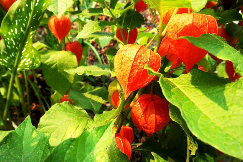 50 Seeds-Physalis Franchetti Flower Chinese Lantern Flower Seeds Strawberry Tomato-pv139-Physalis Alkekengi Excellent Perennial image 2