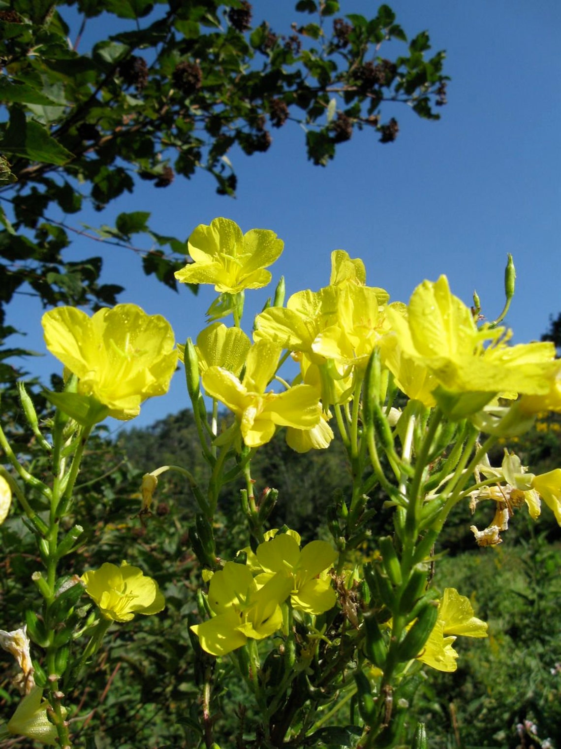 300 Seeds Evening Primrose Flower Seeds Annual Wildflower Etsy Canada