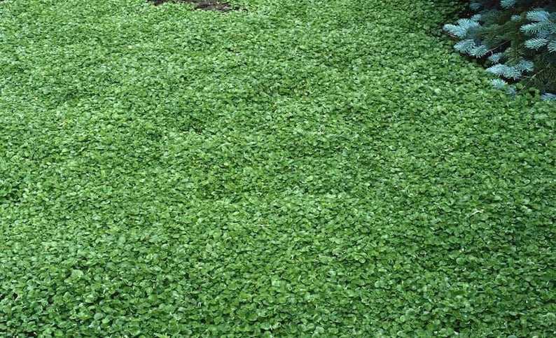 1000 Seeds Dichondra Repens Plant-Kidney Weed Lawn Leaf-PV259-Dichondra Pony Foot-Beautiful Perennial image 1