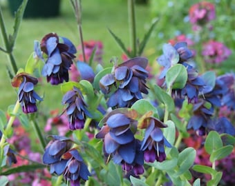10 Sementes - Sementes de Cerinthe Honeywort (Major Pupurascens) - PV250 - Anual de crescimento rápido
