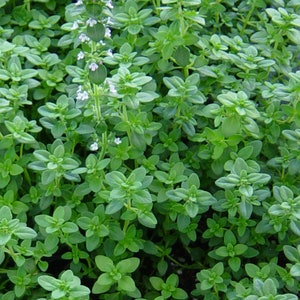 May include: A close-up of a patch of green thyme with small white flowers blooming.