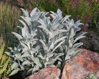 Semillas De Salvia Blanca Sagrada - Pack De 200 Unidades - Ideal Para Ceremonias, Decoración O Cultivar Tu Propia Planta