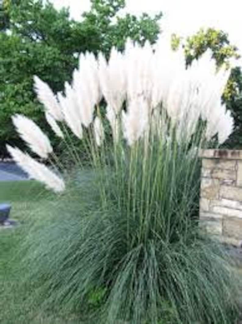 100 SeedsWhite Pampass Grass Seeds CORTADERIA Etsy