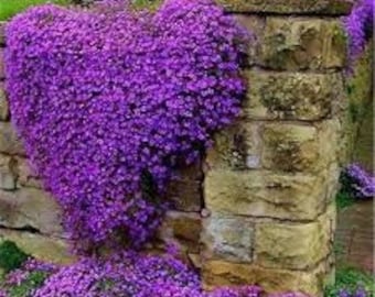 100 nasion - fioletowa rzeżucha kaskadowa - doskonała bylina okrywowa - idealna do ogrodów skalnych - pv193 - Aubrieta Hybrida - Superbissima