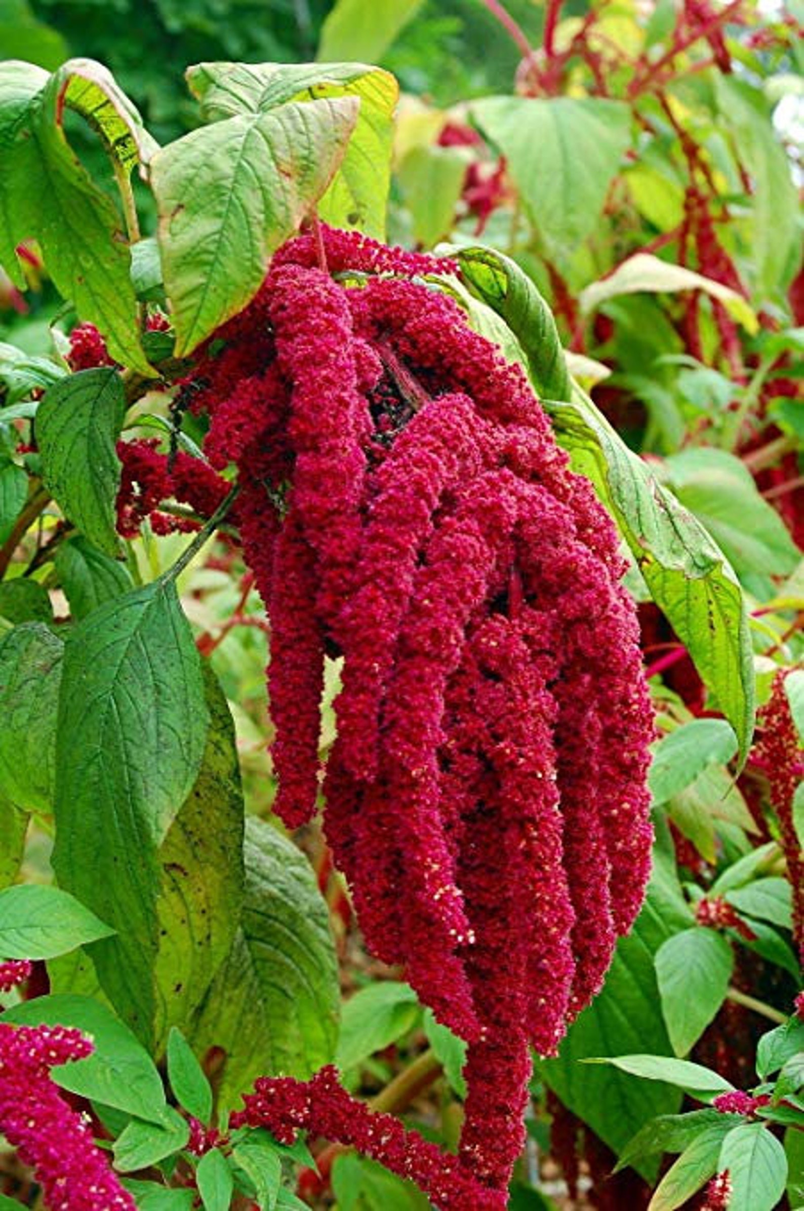 100 Seeds-amaranthus Caudatus Bleeding Flower Seeds-amaranth | Etsy Canada