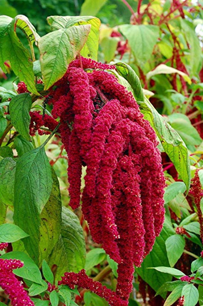 100 Seedsamaranthus Caudatus Bleeding Flower Seedsamaranth Etsy Canada