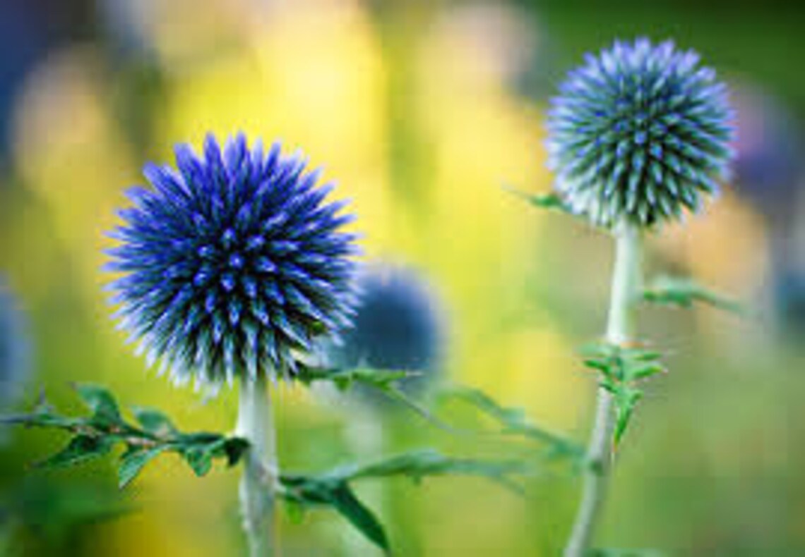 25 Seeds Blue Globe Thistle Flower SeedsBlue Glow Echinops Etsy