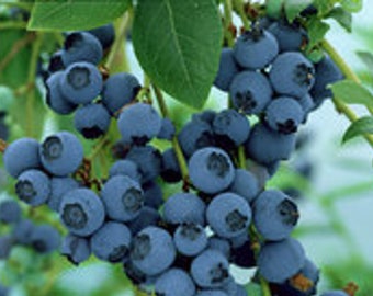 30 Blueberry Seeds-Healthy Perennial-M013-Vaccinium Myrtillus