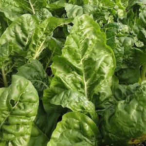 50 Semillas- Semillas Ecológicas Eldorado Swiss Chard-Heirloom Seeds-Z126-Madura en 55-60 días-Excelentes microgreens