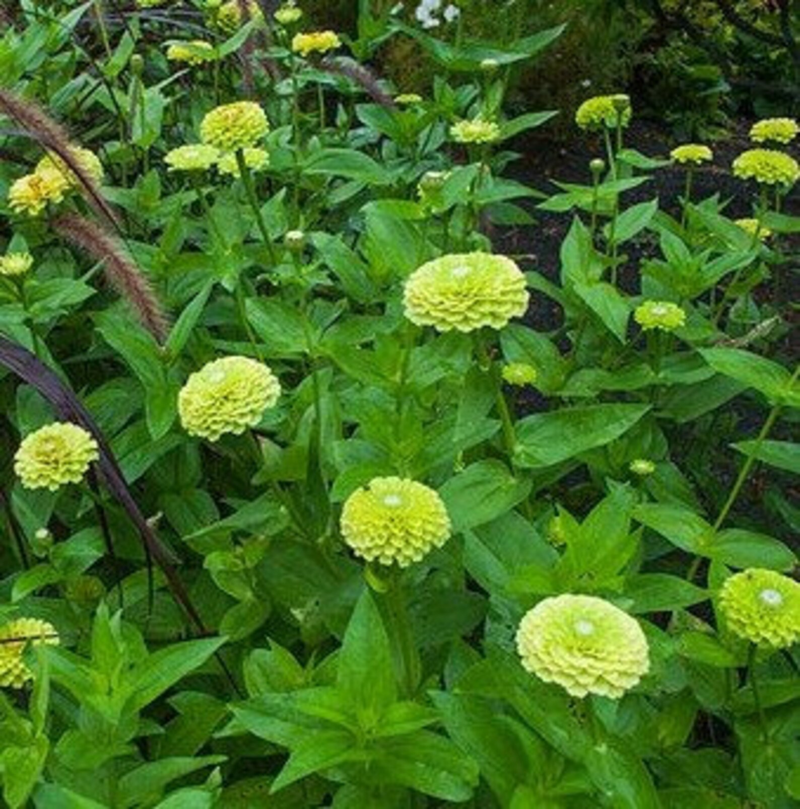 30 Seedszinnia Elegans Lime Flower Seedspv503 Envy Lime Etsy Canada