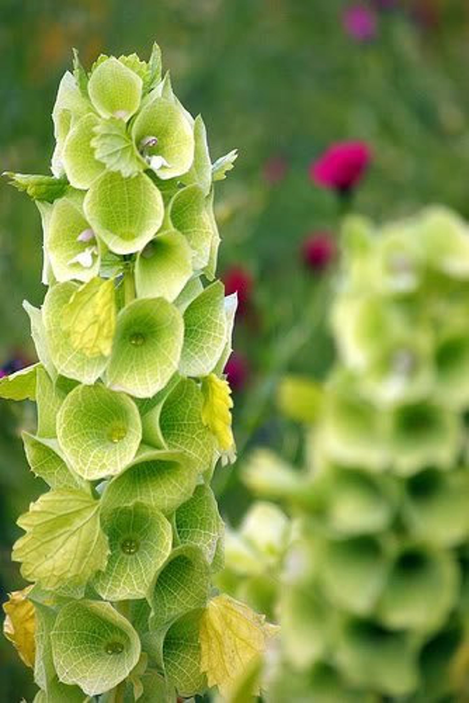 100 Seeds Bells Of Ireland Flower Seedspv351Moluccella Etsy