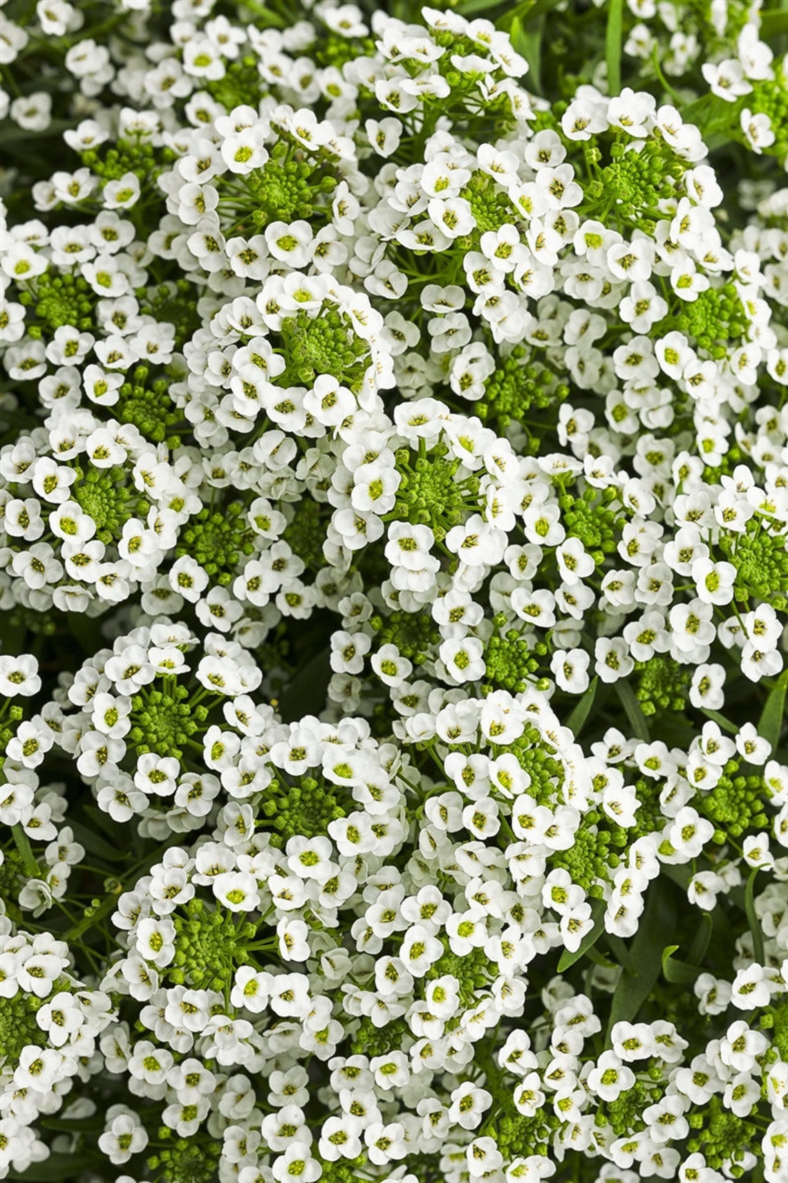 200 Seedsalyssum Carpet of Snow Flower Seedslobularia Etsy Canada