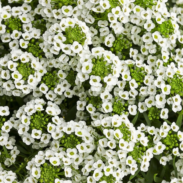 200 Zaden-Alyssum Sneeuwbloem tapijt Zaden-Lobularia Maritima-pv311-Mooie laagblijvende eenjarige-Trekt bijen/vlinders aan