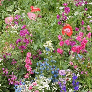 Peut inclure: Un jardin de fleurs sauvages vibrant avec un mélange de fleurs roses, rouges, bleues et blanches. Les fleurs fleurissent dans une prairie verdoyante.