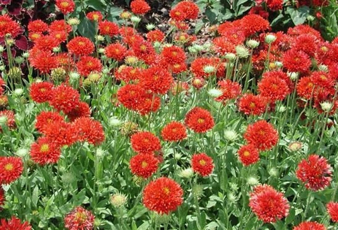25 Seeds Red Blanket Flower Seedsgaillardia Pulchella Etsy Canada