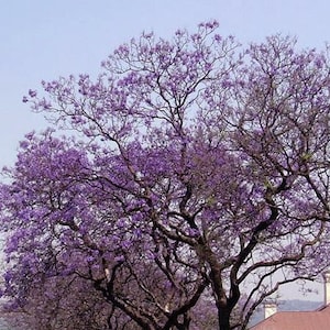 Puede incluir: Un árbol grande con una copa de flores moradas. El árbol está en plena floración y las flores cubren las ramas.