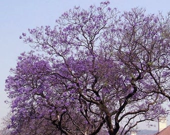 100 Seeds- Royal Empress Tree Seeds- Princess Tree-Paulownia Tomentosa-J032- Non GMO- Foxglove Tree- Fastest growing Tree in the World!