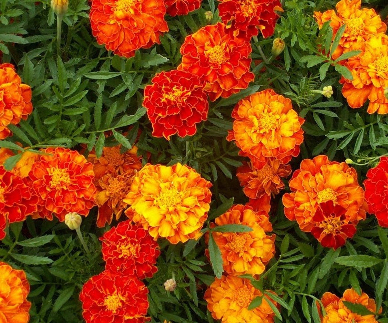 50 Seeds Marigold Sparky Mixed Colors Flower Seeds Tagetes Etsy