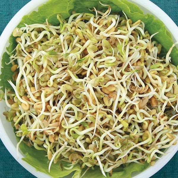 200 Seeds-Fenugreek Sprouting Seeds-Z119-Non GMO-Large sprouts with exotic flavour-Packed with vitamins and minerals