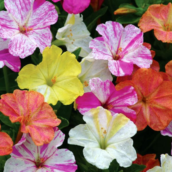 20 Seeds- Four O Clock Mix Flower Seeds-MIRABILIS JALAPA-Marvel of Peru Flower-pv114