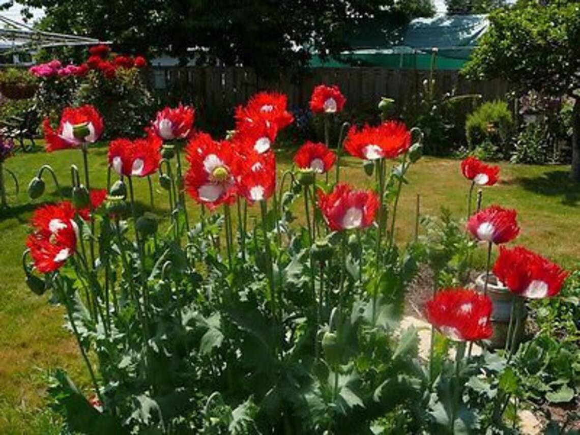 100 Seeds Poppy Danish Flag Flower SeedsPapaver Etsy