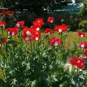 Puede incluir: Un macizo de jardín lleno de flores de amapola rojas y blancas en plena floración. Las flores tienen centros blancos y pétalos rojos con un borde blanco. Las flores crecen en un jardín verde exuberante.