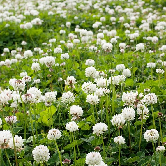 3000 semi Semi di trifoglio bianco biologico-Trifolium Repen  PV234-Copertura perenne per il controllo dell'erosione, miglioramento del  suolo, spiazzamento delle erbacce -  Italia