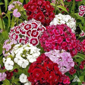 100 Seeds- Dianthus Barbatus Mix Flower Seeds- Sweet William Mix Flower Seeds-pv104-Beautiful Perennial