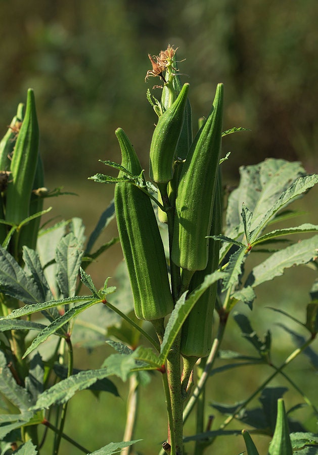 Germisem Clemson Spineless Okra Seeds 6g - Foto 5