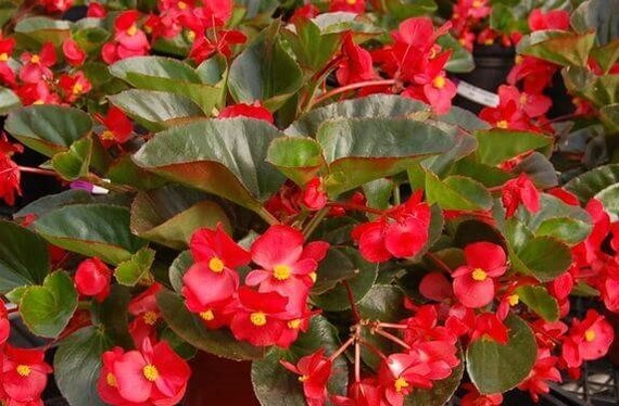 30 Semillas-Cera Roja Begonia Flower Seeds pv660-Begonia - Etsy España