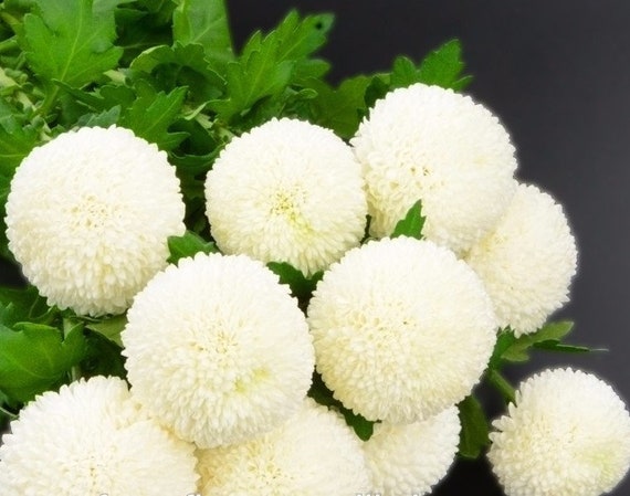 50 Semillas Semillas de Flor de Bola de Nieve - Etsy México 50 Semillas Semillas de Flor de Bola de Nieve - Etsy México