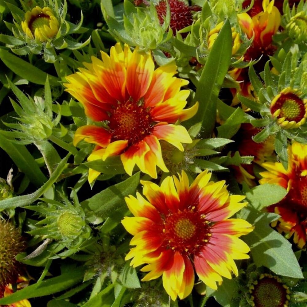 Firewheel; Coperta Indiana, Coperta Di Semi Indiana, Sundance - 400 Semi - Gaillardia Pulchella – Garden Seeds Market | Spedizione Gratuita - Foto 6