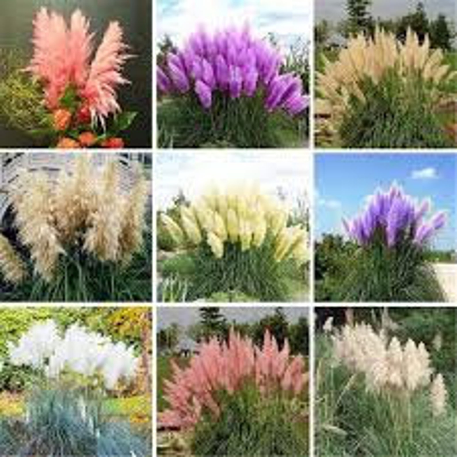 50 Seeds Rare Mix Pampas Grass Seeds Cortaderia Selloana Etsy