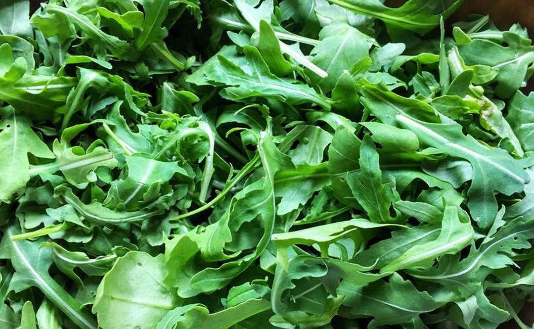 Buy 200 Seeds-organic Arugula Herb Seeds- Eruca Sativa-italian Cress ...