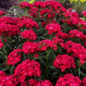 50 Seeds-Dianthus Red Flower Seeds-Dianthus Barbatus Dunetti-Crimson Red Sweet William-pv499-Excellent Biennial