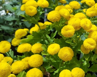 100 semillas de crisantemo exótico Goldball (crisantemo Tanacetum Parthenium) - Golden Ball - pv429