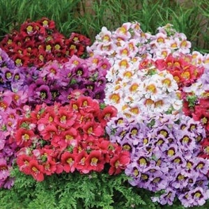 100 Seeds Schizanthus Angel Wings Mix Flower Seeds-Poor Man's Orchid-Schizanthus-Butterfly Flower-pv418-Angelic Annual-Attracts Butterflies image 1